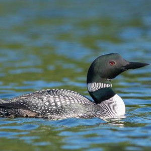 Gavia adamsii Gray